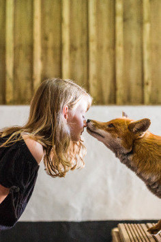Feadon Farm Wildlife Centre - A child nose to nose with a fox
